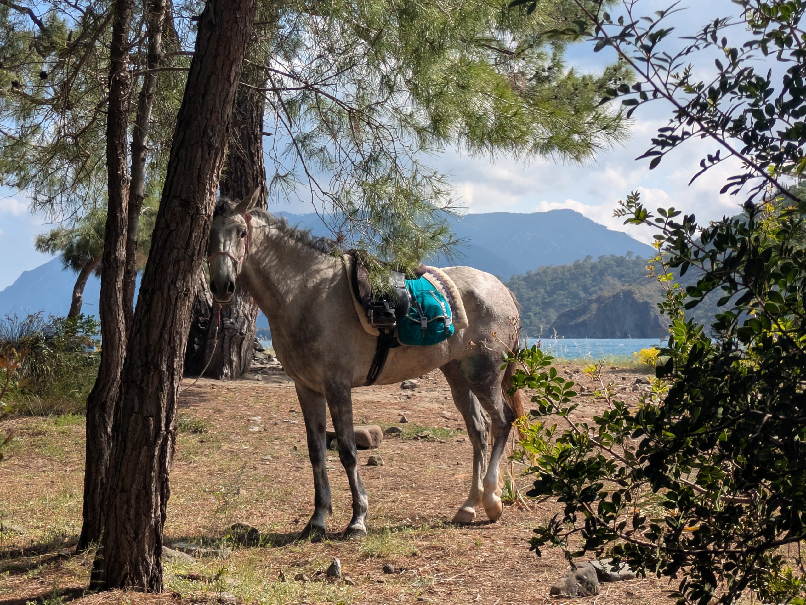 Beach Riding Antalya
